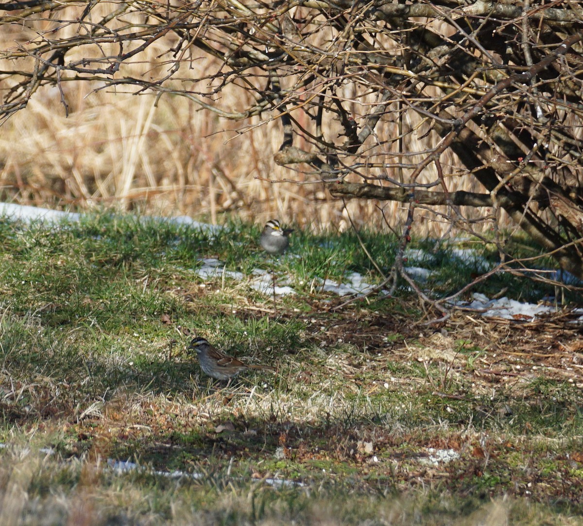 White-throated Sparrow - ML301845151