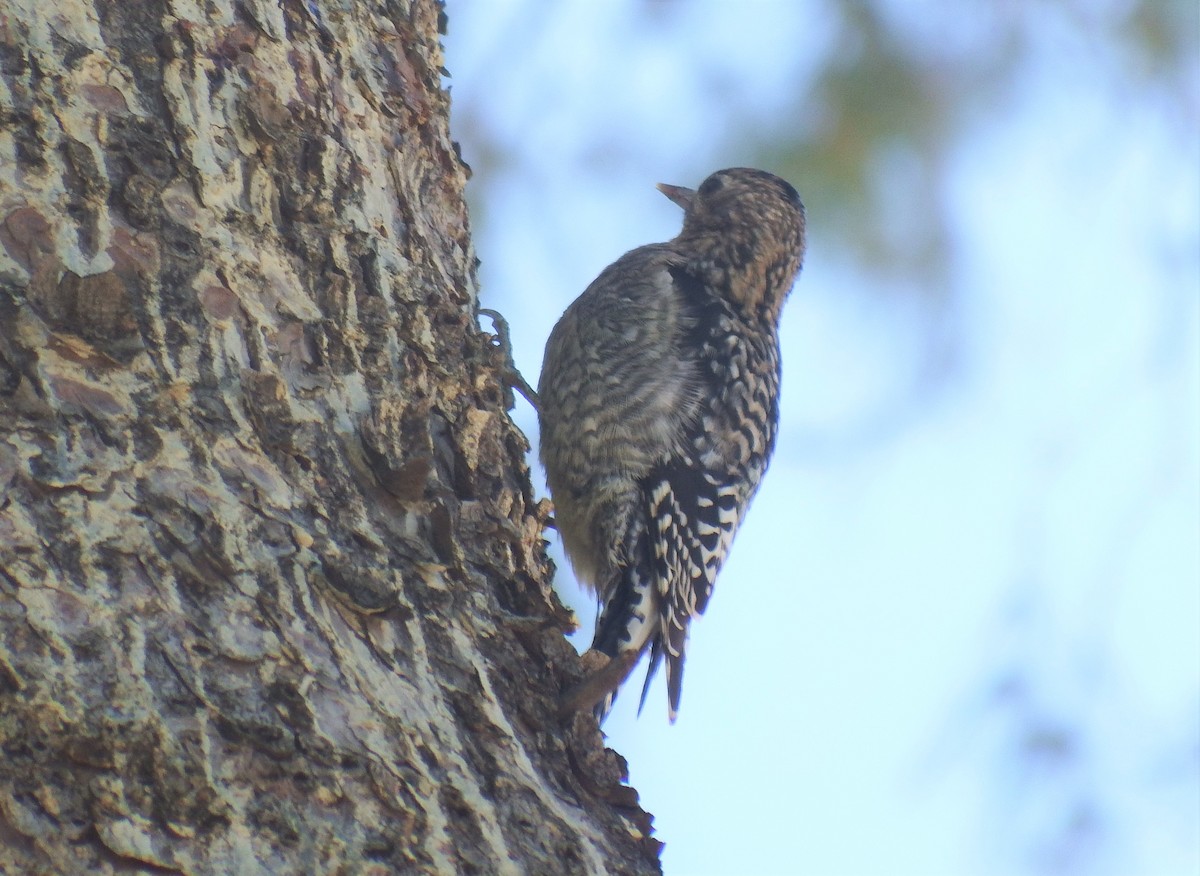 Yellow-bellied Sapsucker - Michael Welch