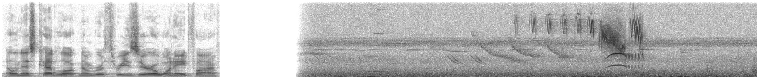 Kaya Sinekkapanı (bellicosa/pallidior) - ML30185