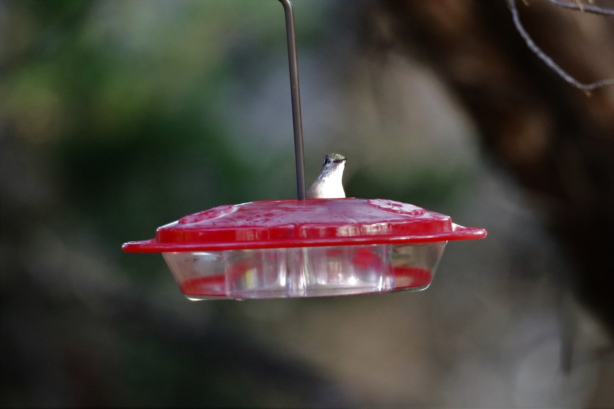 Calliope Hummingbird - ML301852341