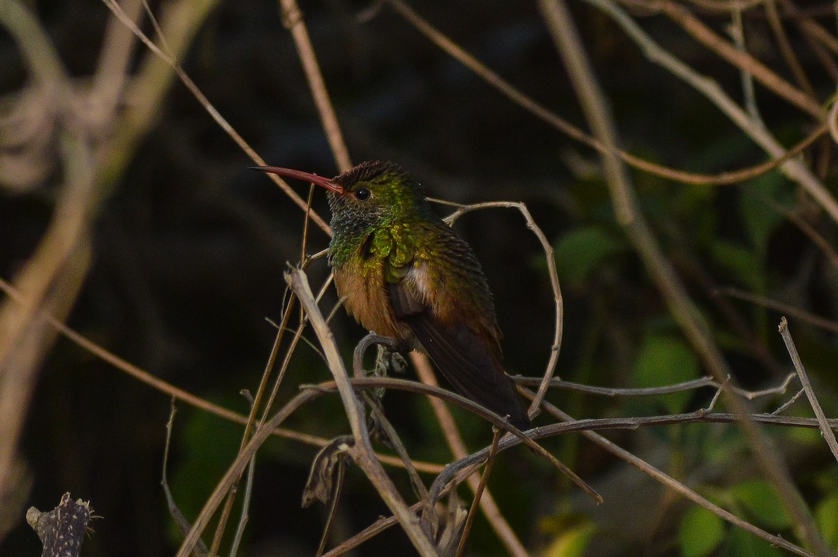 Buff-bellied Hummingbird - Alex Coronel