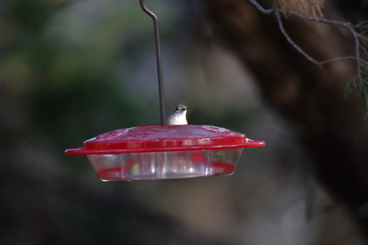 Calliope Hummingbird - ML301853011