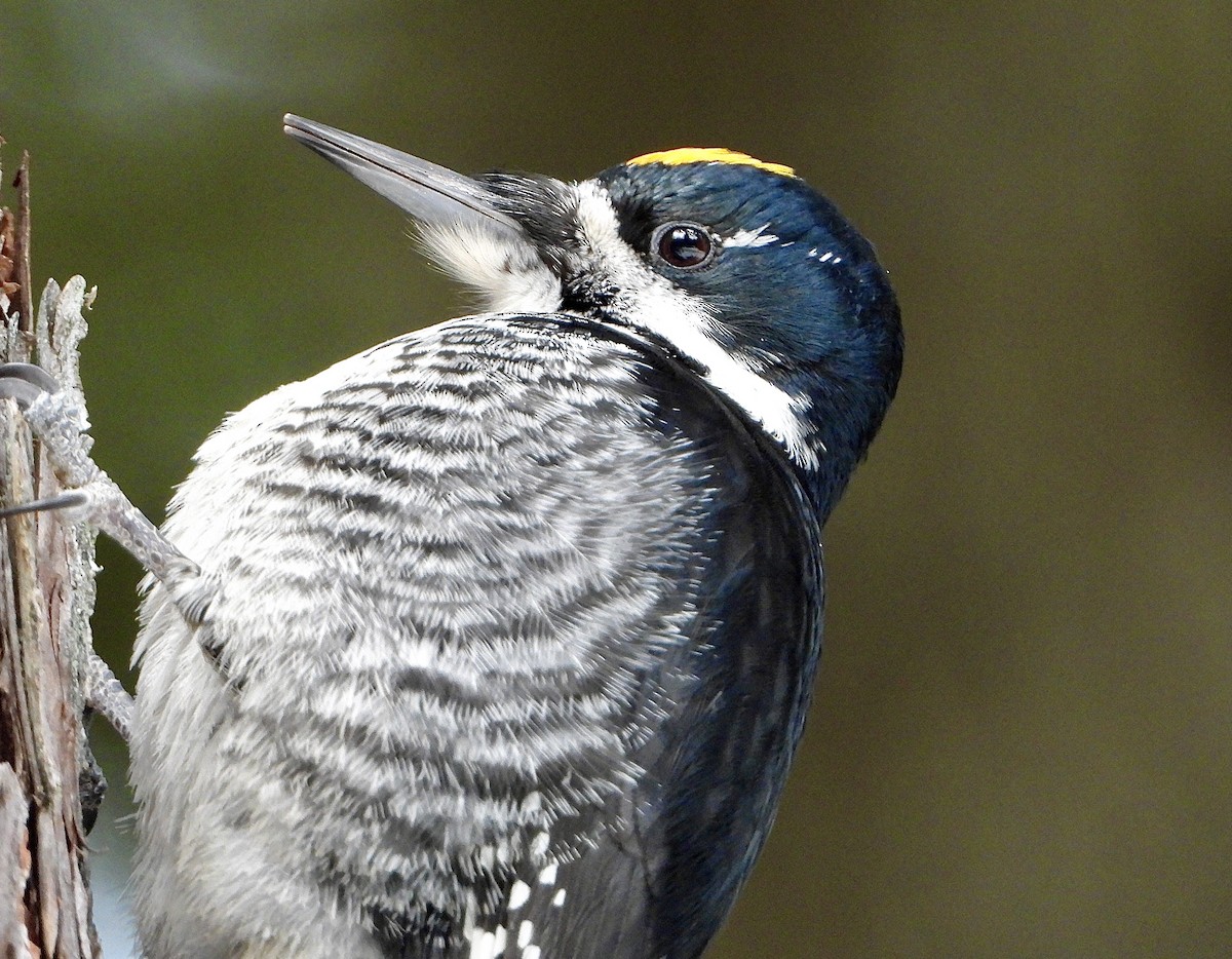 Black-backed Woodpecker - Andrew Hyland