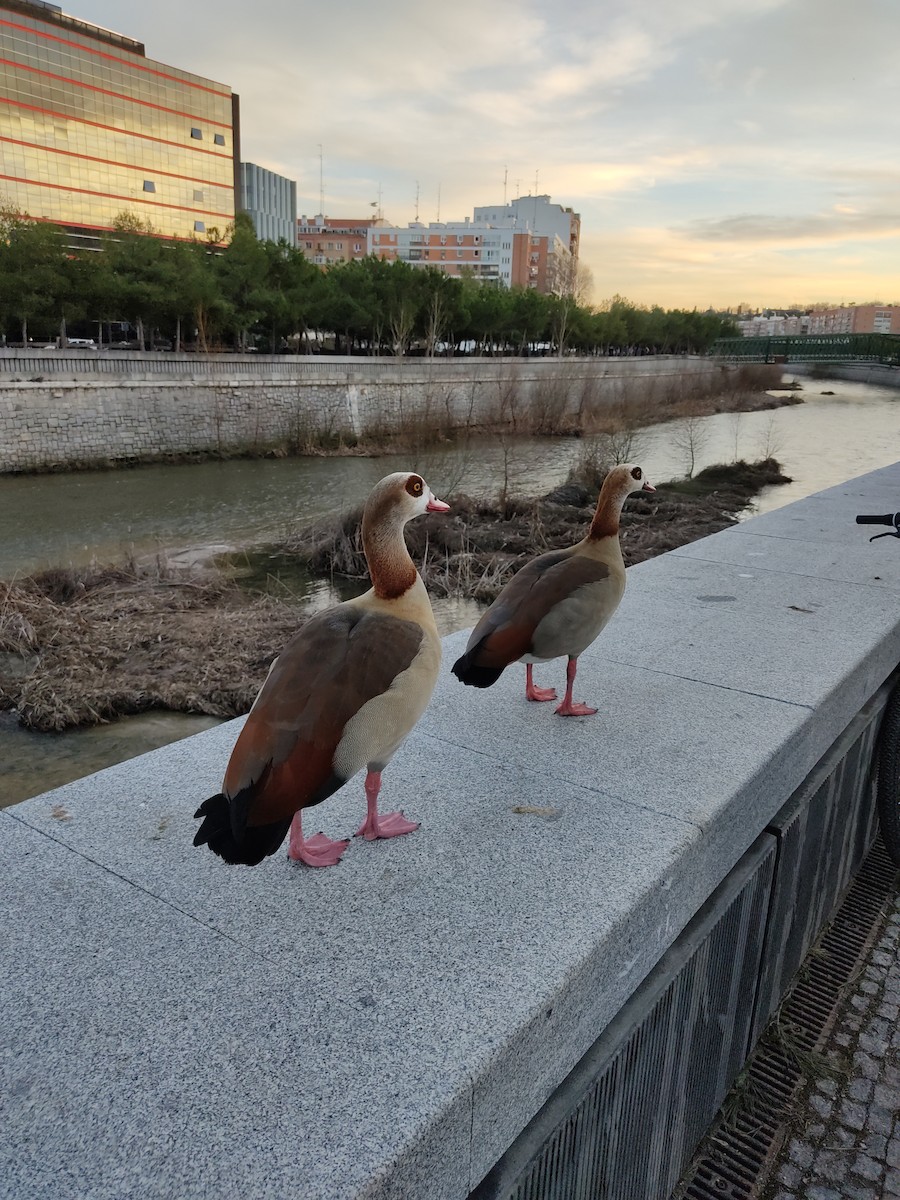 Egyptian Goose - ML301858501