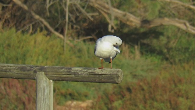 Black-headed Gull - ML301859551