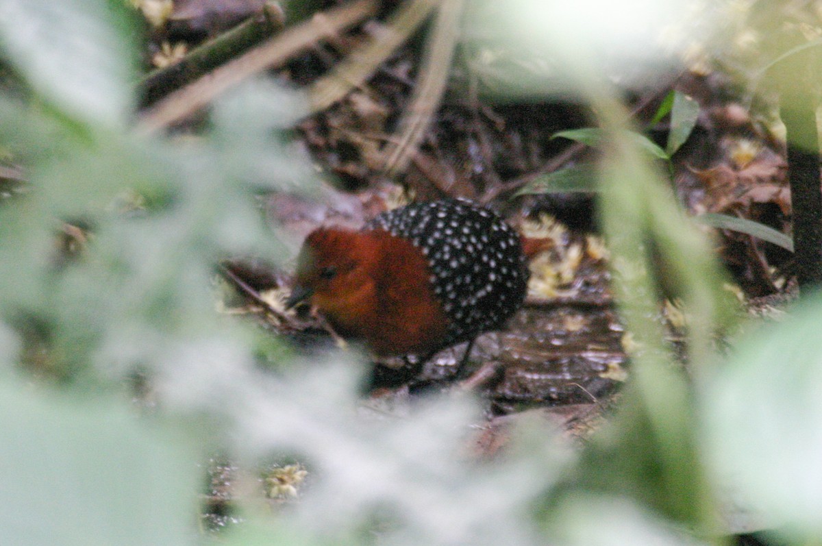 White-spotted Flufftail - ML301861981