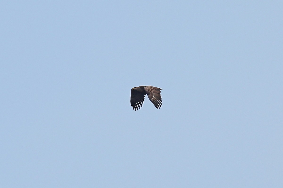 White-tailed Eagle - ML301863581
