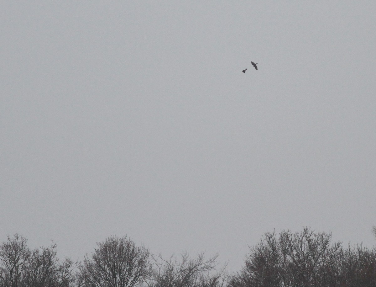 Eurasian Sparrowhawk - Jacob Spinks