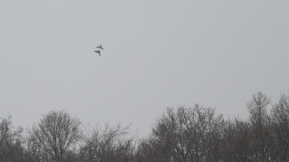 Eurasian Sparrowhawk - ML301865281