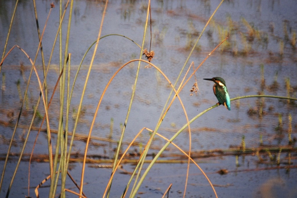 Common Kingfisher - ML30186571