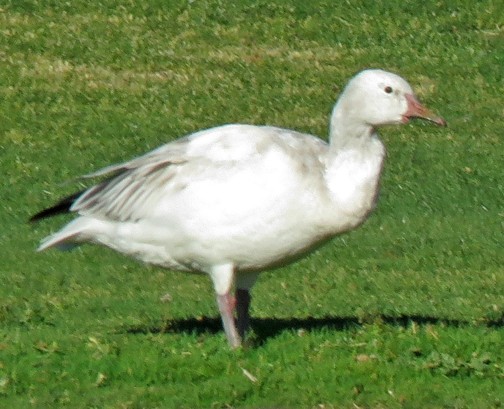 Snow Goose - ML301867491