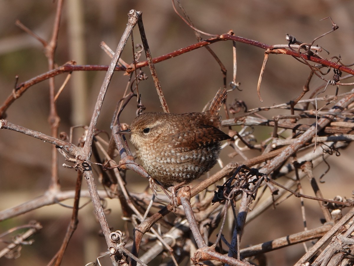 Winterzaunkönig - ML301868751