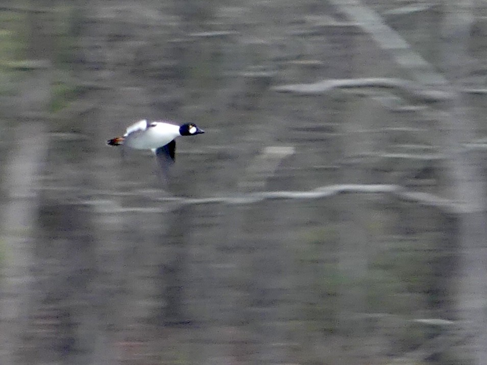 Common Goldeneye - ML301869731