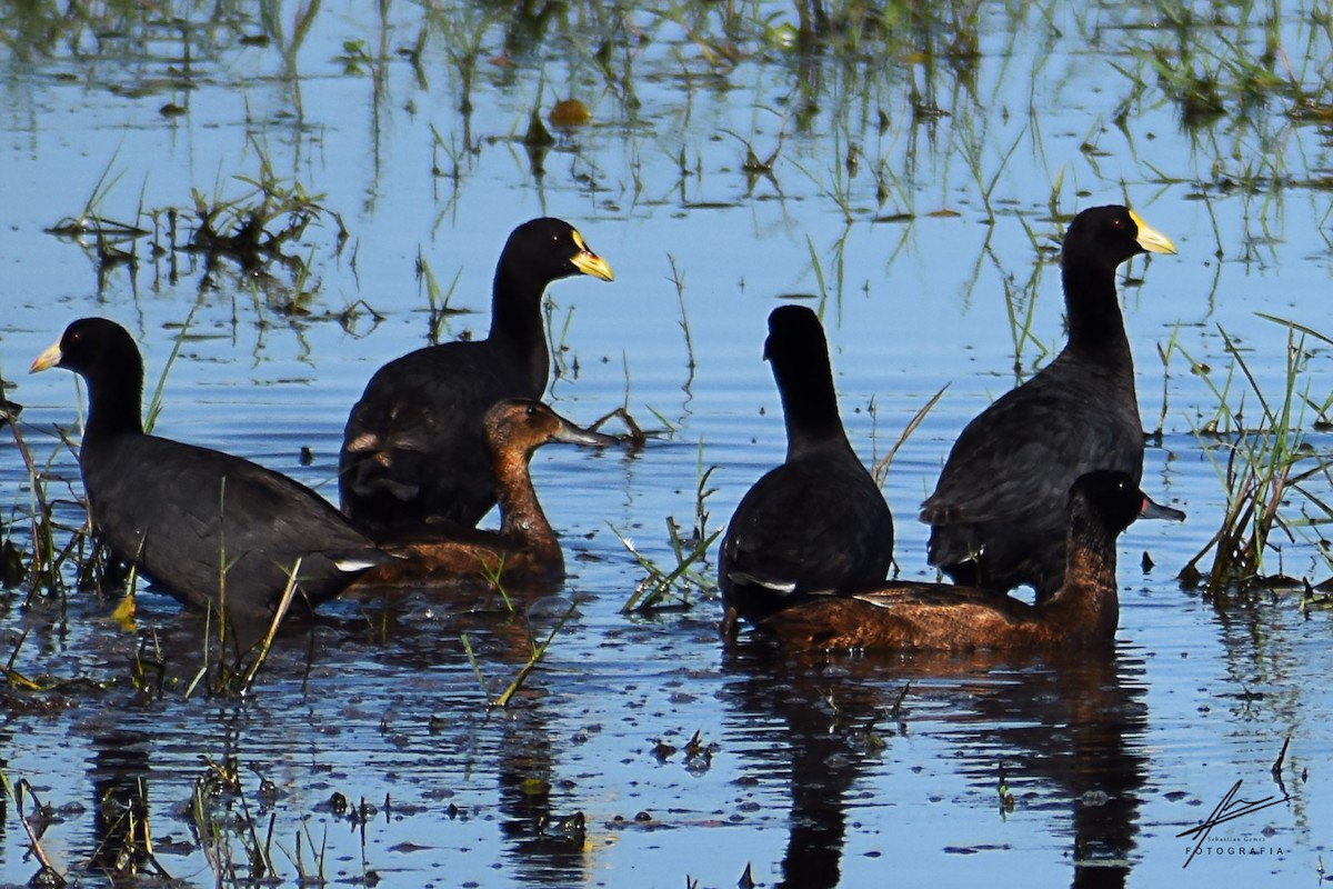 Black-headed Duck - ML301869901