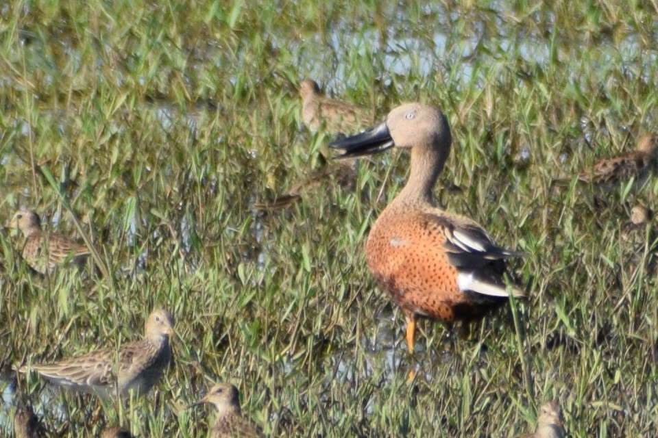 Red Shoveler - ML301870261