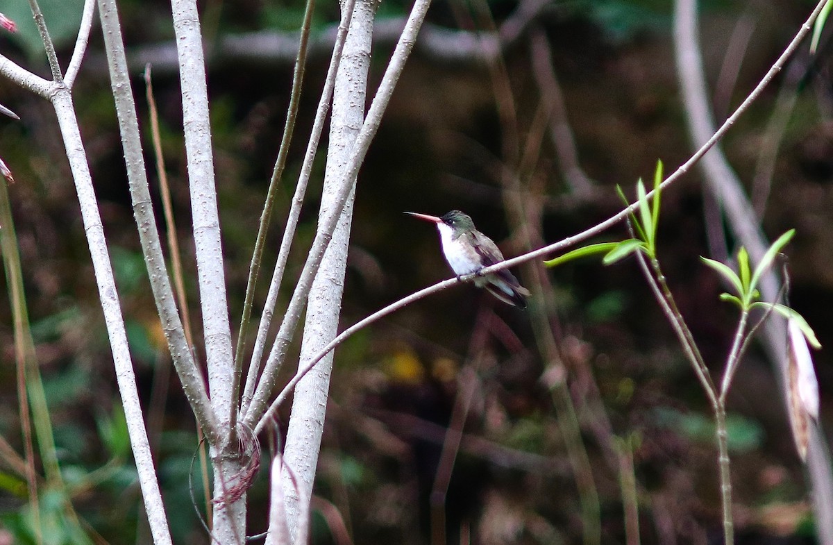 Green-fronted Hummingbird - ML301870291
