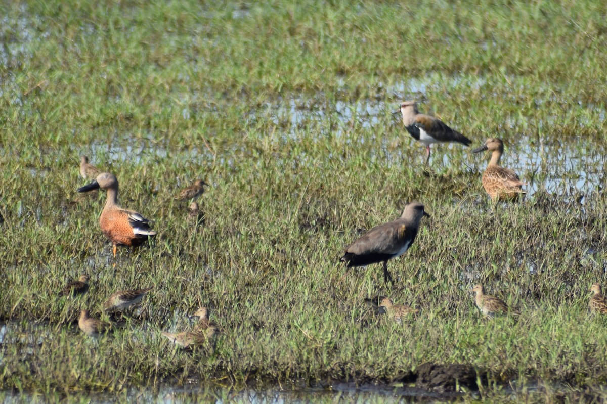 Red Shoveler - ML301870401