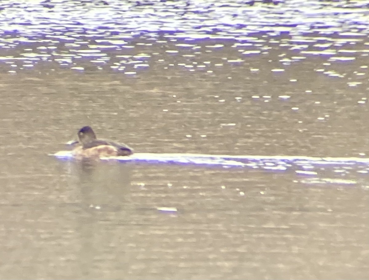 Ring-necked Duck - Brian Ellis