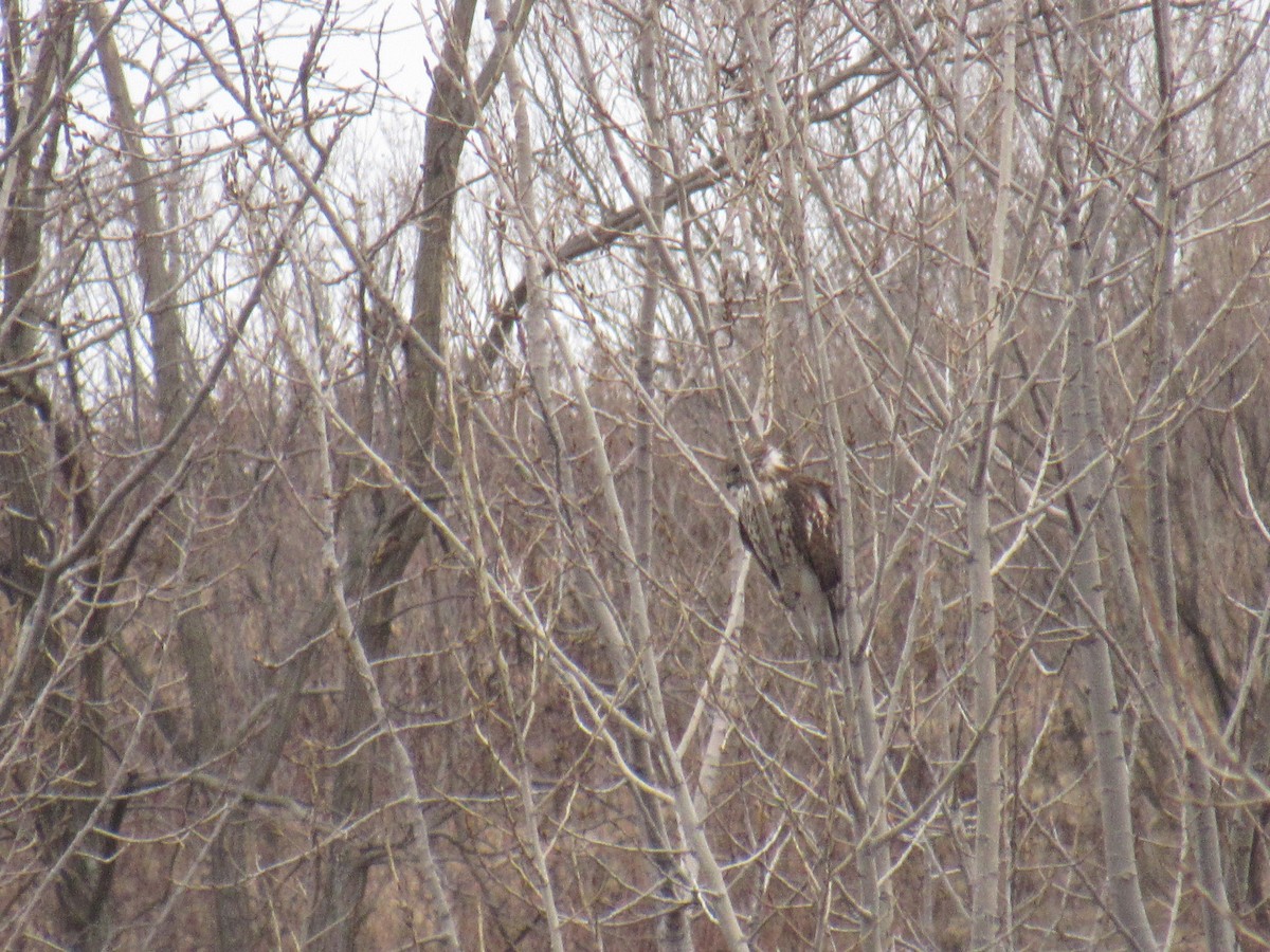 Red-shouldered Hawk - ML301871181