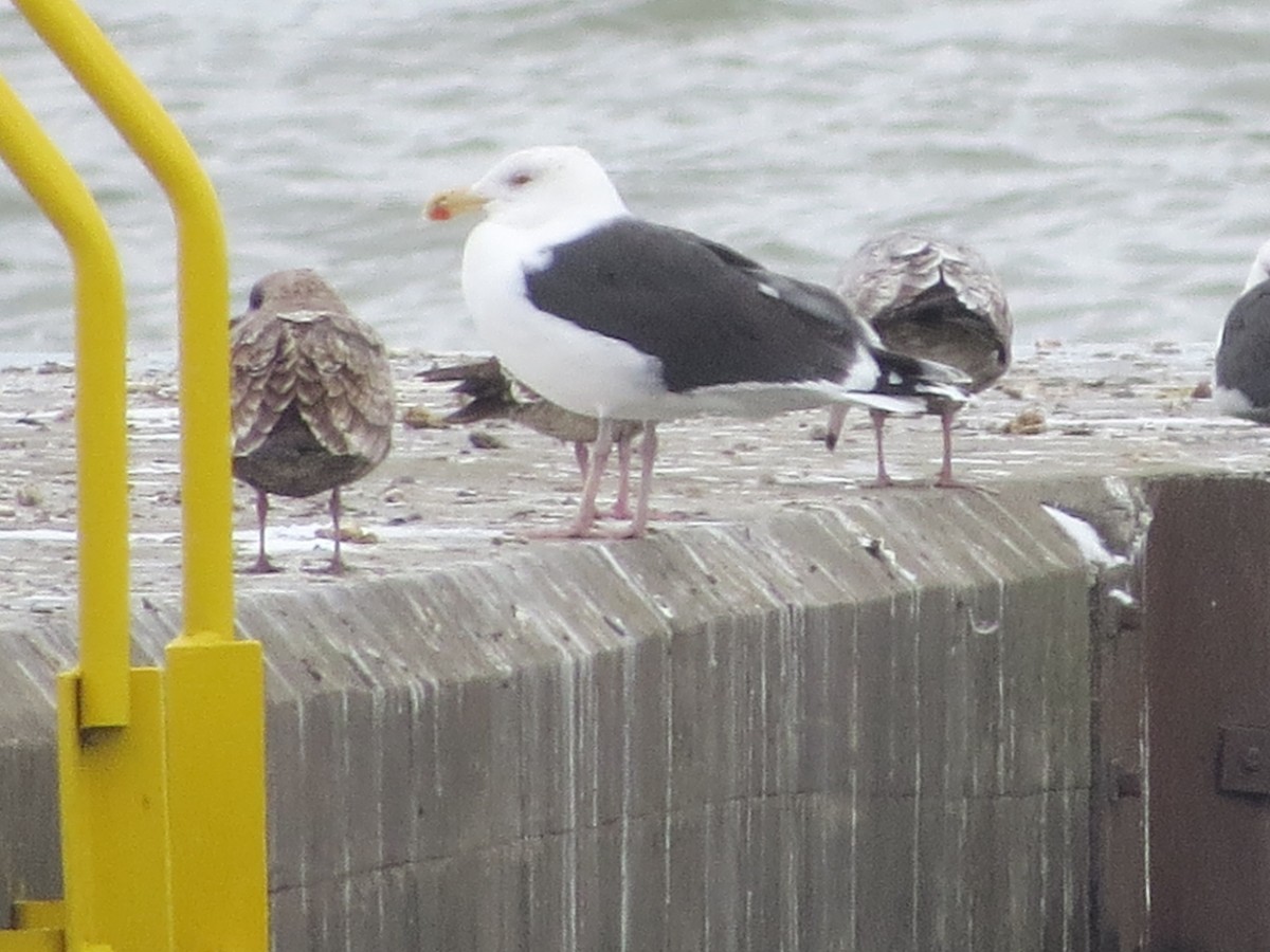 Great Black-backed Gull - Ethan Maynard