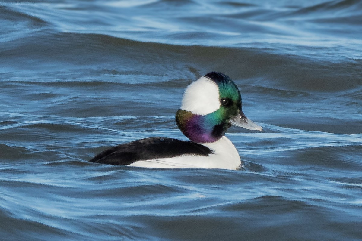 Bufflehead - Kenneth Kahn