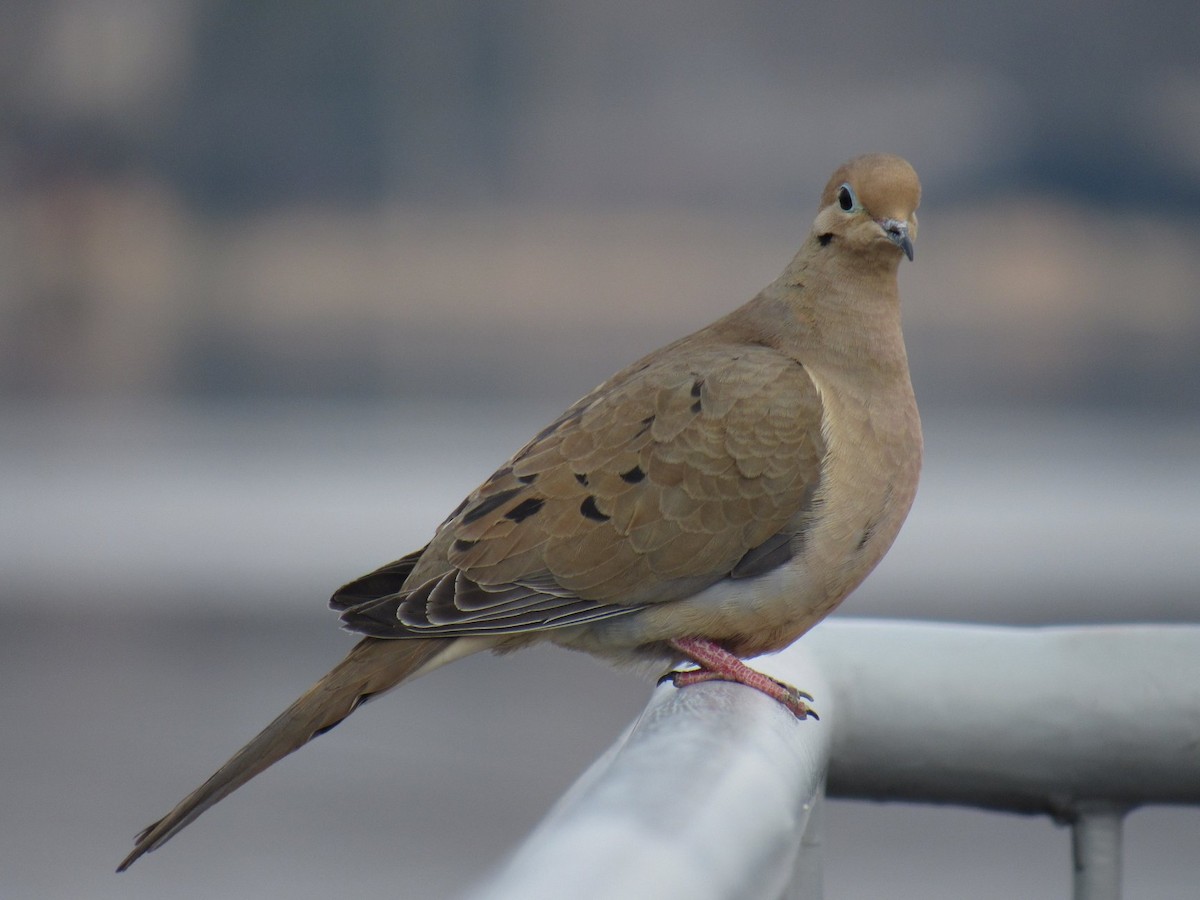 Mourning Dove - ML301874541