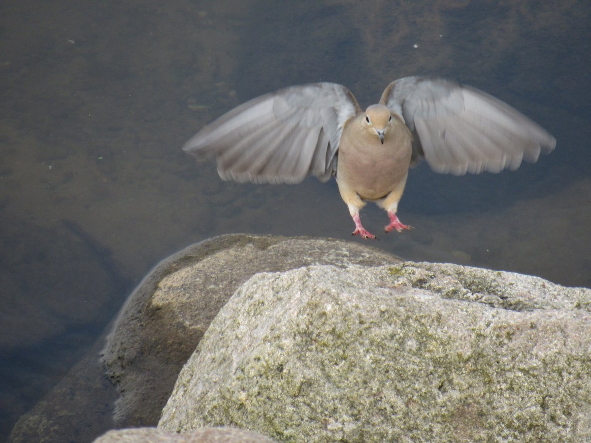 Mourning Dove - ML301874561