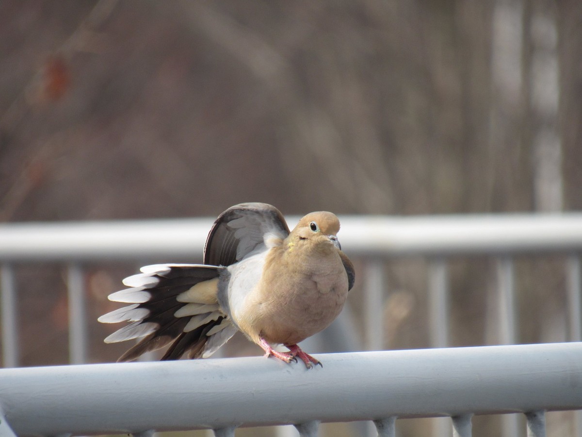 Mourning Dove - ML301874591