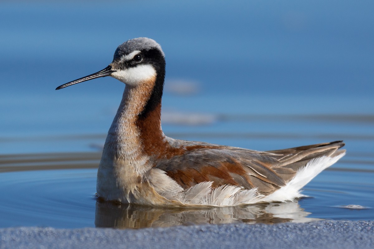 Wilson's Phalarope - ML301875121