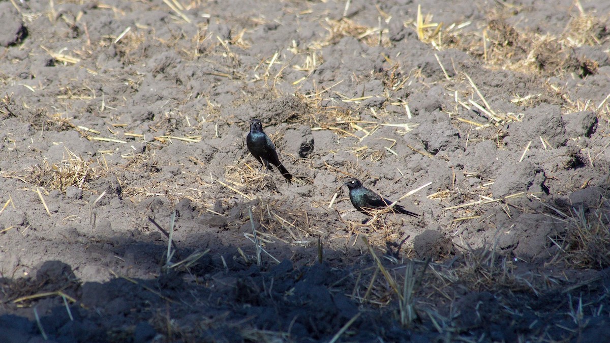 Brewer's Blackbird - Paola González