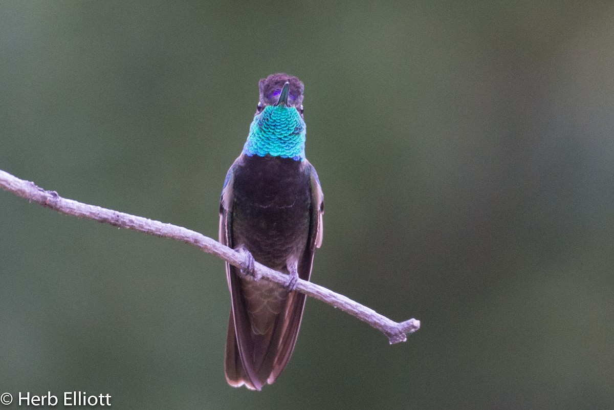 Rivoli's Hummingbird - Herb Elliott