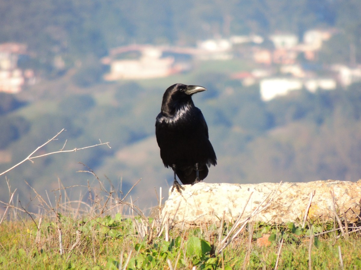 Common Raven - ML301879091