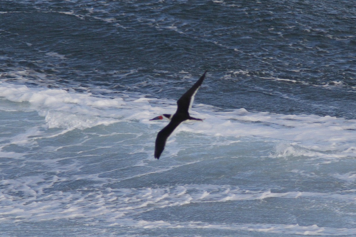 Black Skimmer - ML301879151