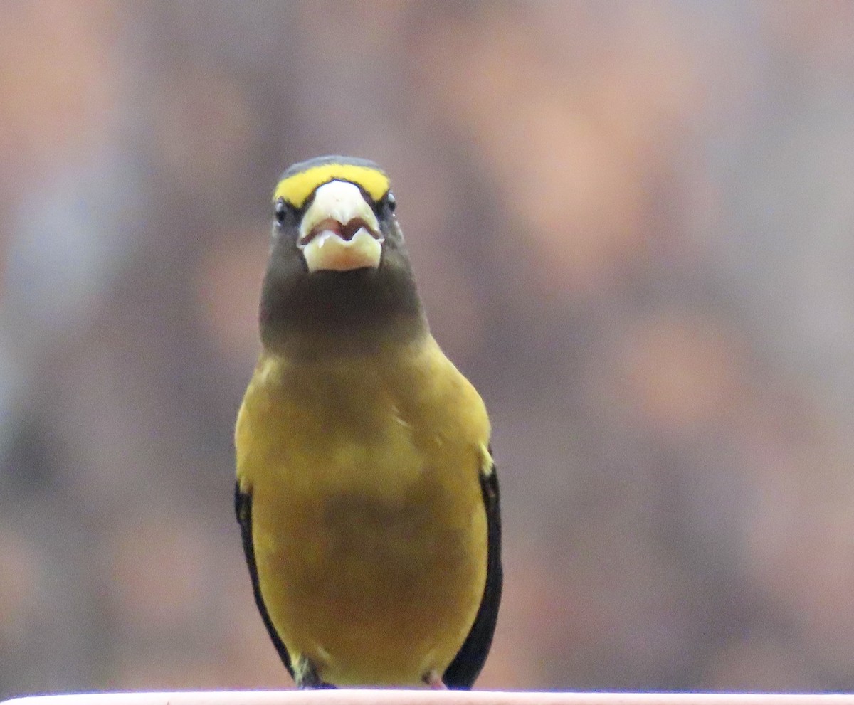 Evening Grosbeak - ML301879931