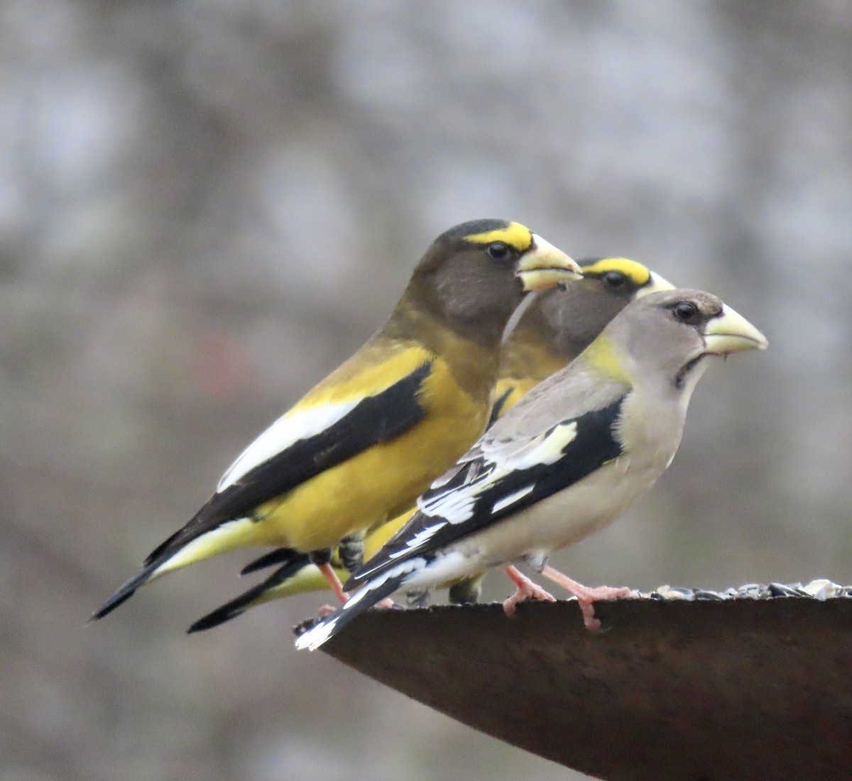 Evening Grosbeak - ML301879981