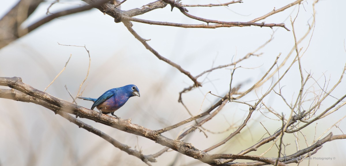 Rose-bellied Bunting - RoyalFlycatcher Birding Tours & Nature Photography