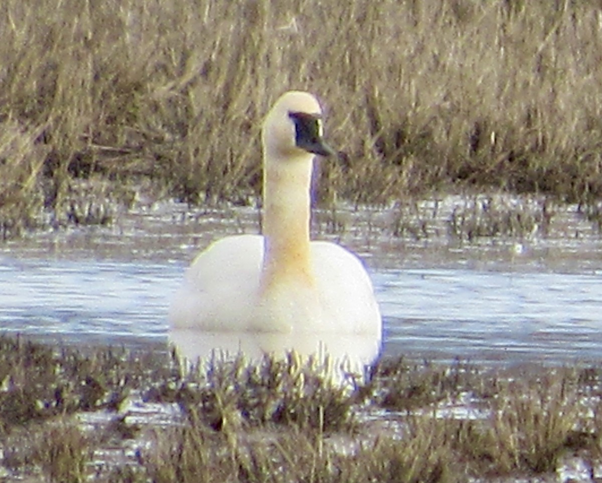 Tundra Swan - ML301882271