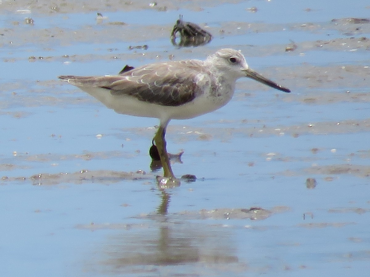 Nordmann's Greenshank - ML301882461