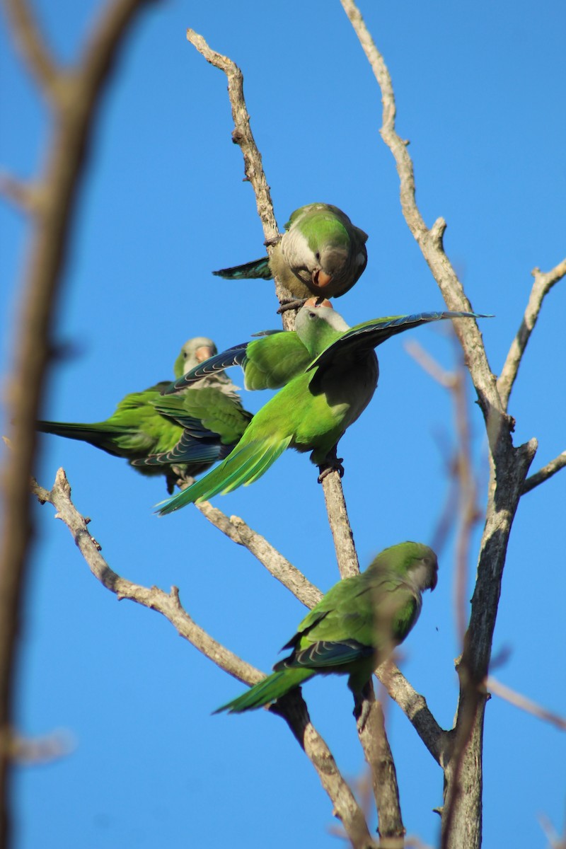 Monk Parakeet - ML301882751