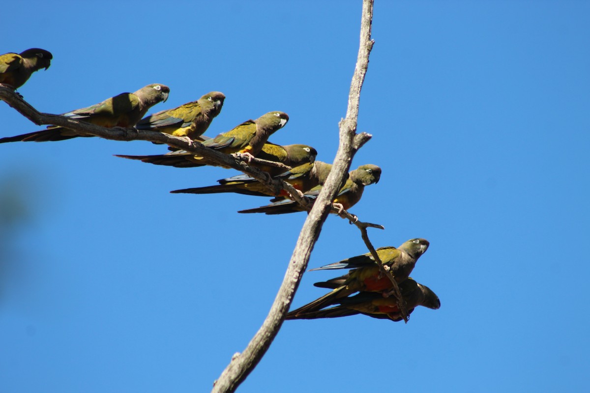 Conure de Patagonie - ML301882761