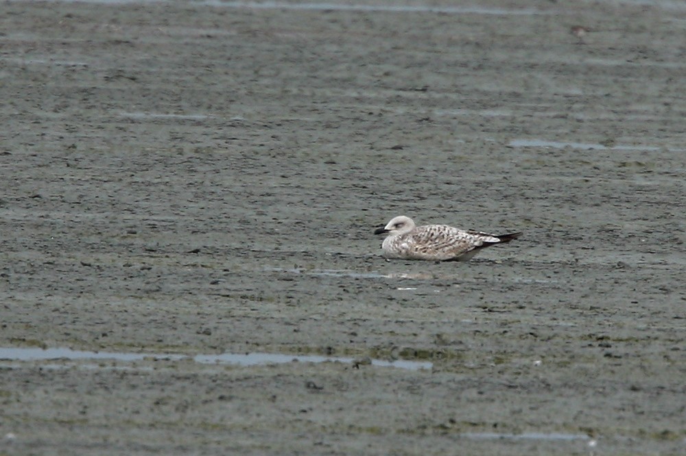 Armenian Gull - ML301883981