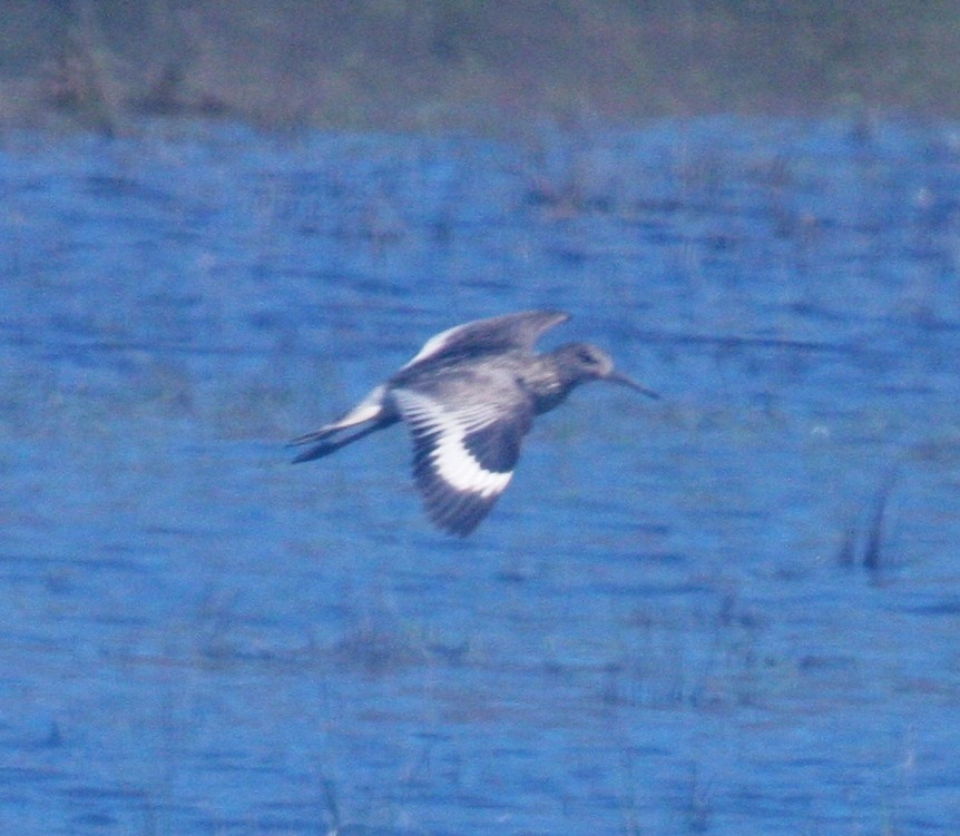 Willet - ML30188481