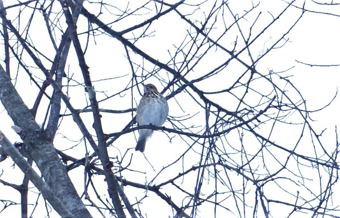 Hermit Thrush - ML301884861