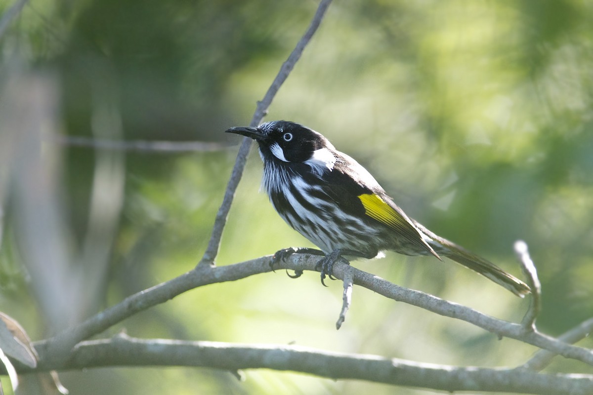 New Holland Honeyeater - ML301886871