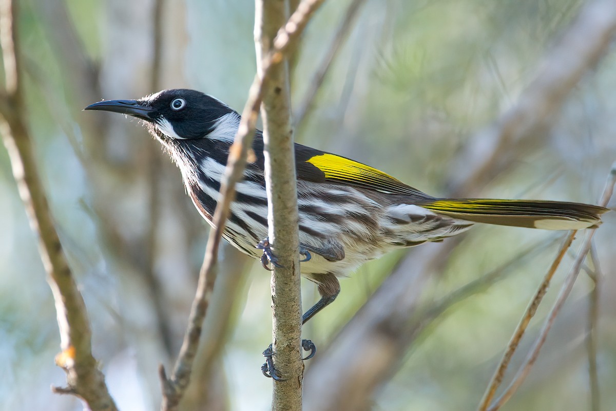 New Holland Honeyeater - ML301886891