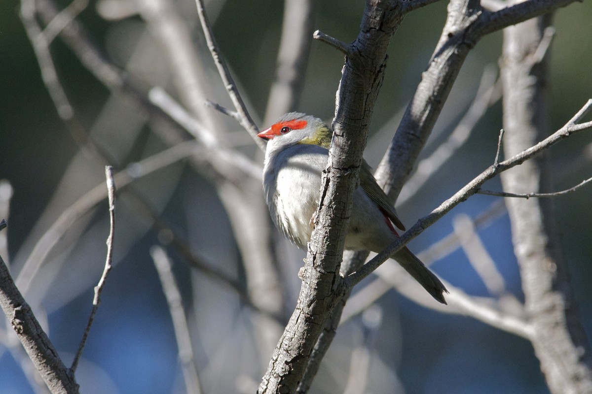 Red-browed Firetail - ML301887111
