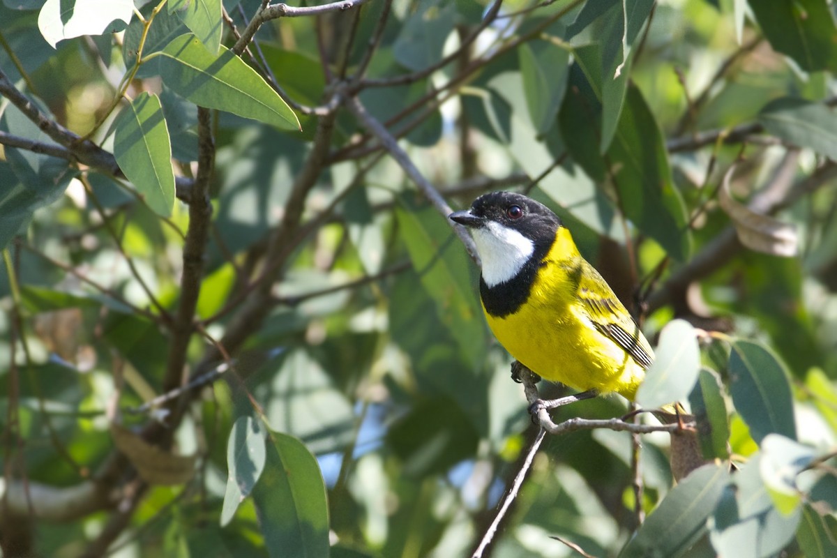 Golden Whistler - ML301887251