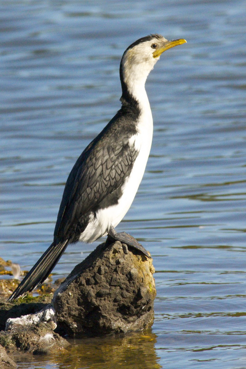 Little Pied Cormorant - ML301887371