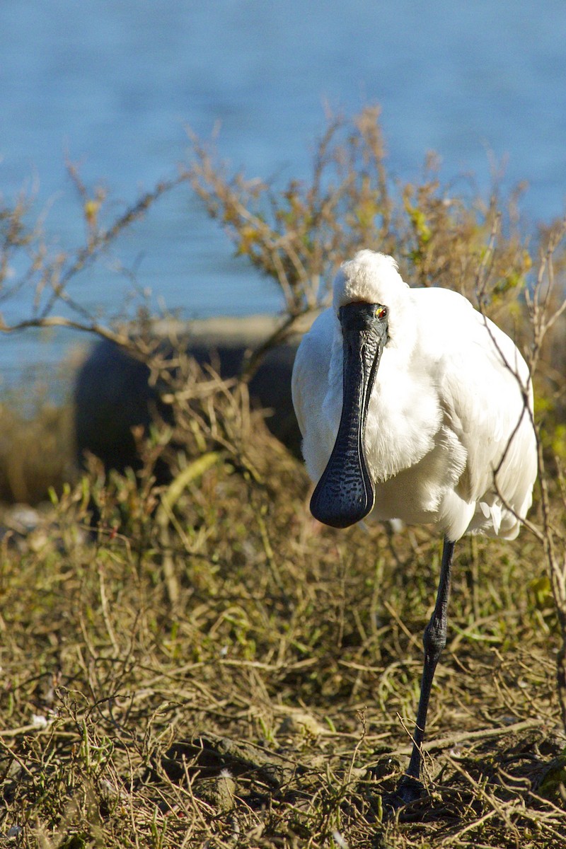 Royal Spoonbill - ML301887481