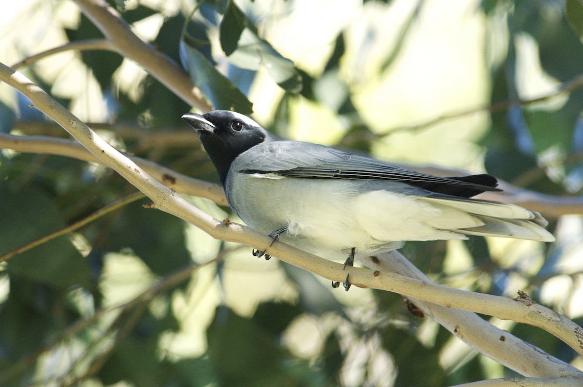 Black-faced Cuckooshrike - ML301887621